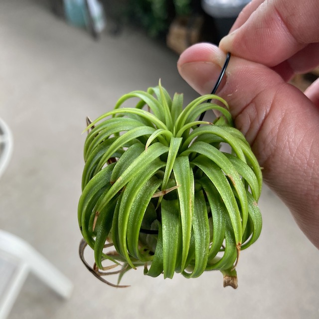 "Tillandsia ionantha 'ron'"