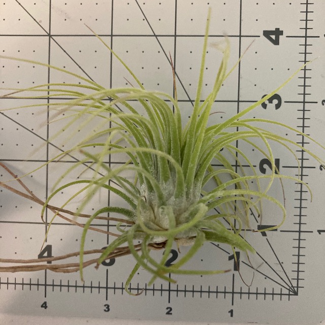 "Tillandsia ionantha"