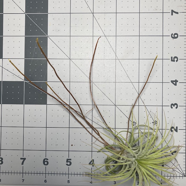 "Tillandsia ionantha"