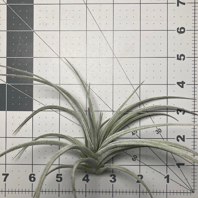 "Tillandsia pohliana"