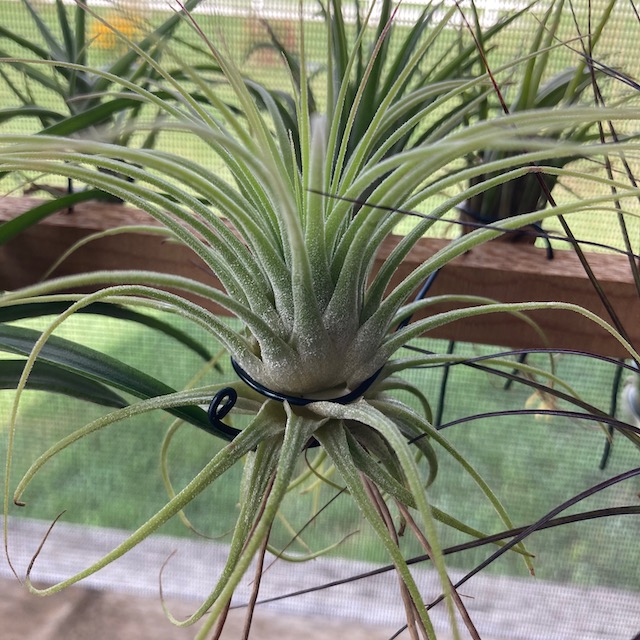 "Tillandsia ionantha"