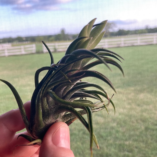 "Tillandsia pruinosa Guatemala"