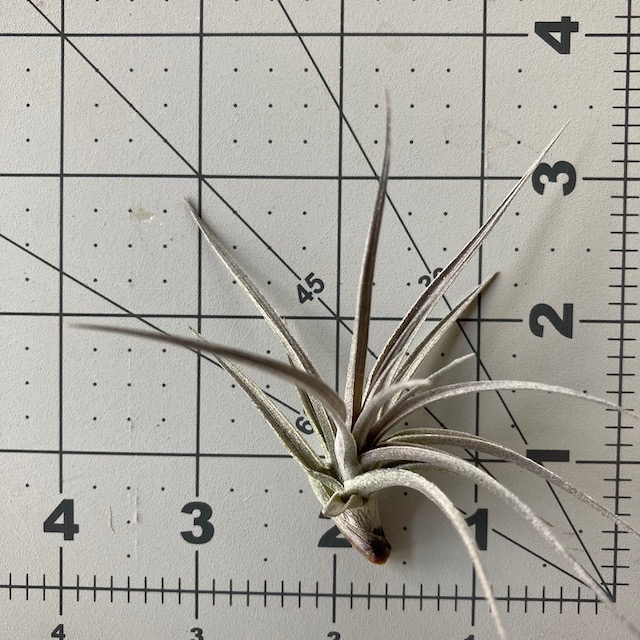 "Tillandsia aeranthos amethyst"