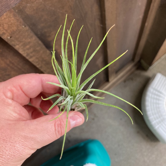 "Tillandsia ionantha scaposa"