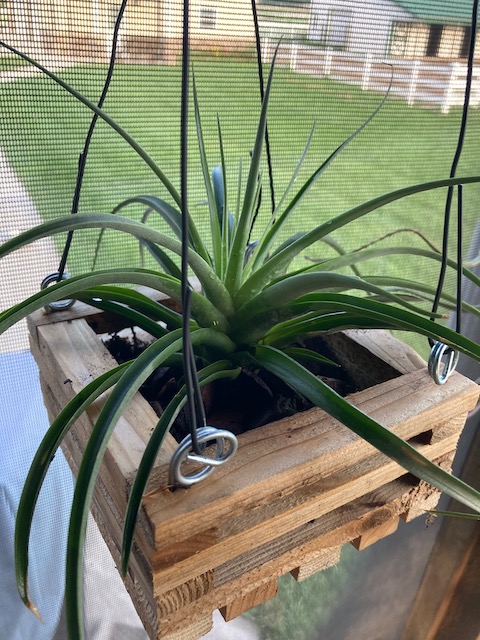 "Tillandsia Sparkler"