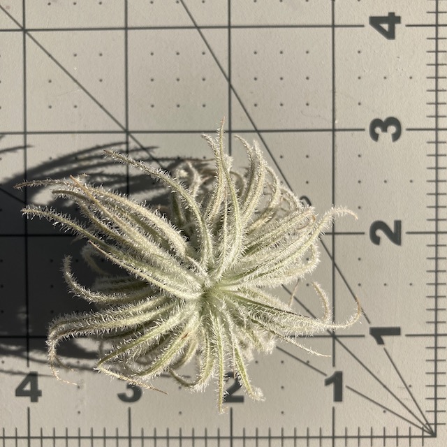 "Tillandsia tectorum Ecuador"