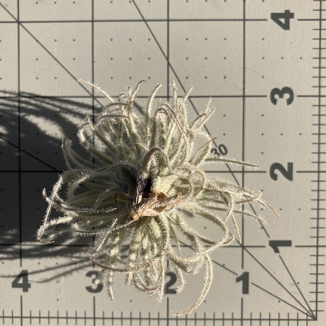 "Tillandsia tectorum Ecuador"