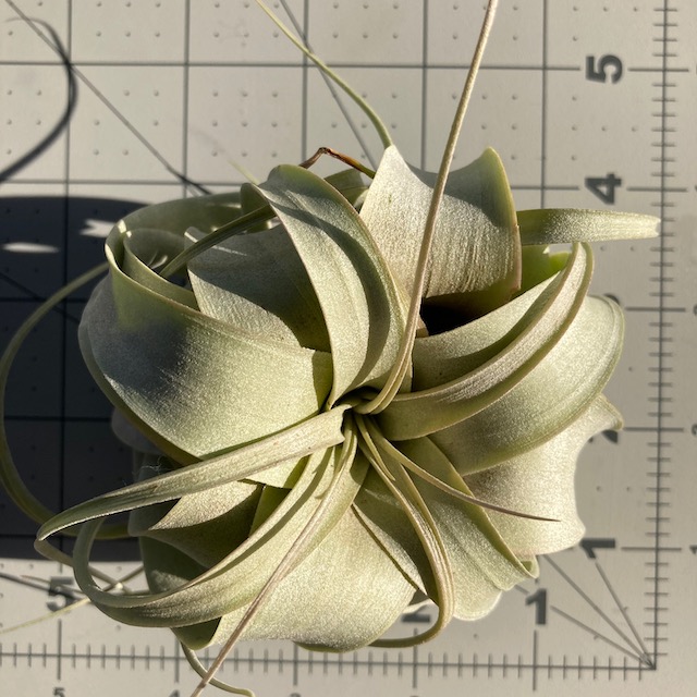 "Tillandsia xerographica"