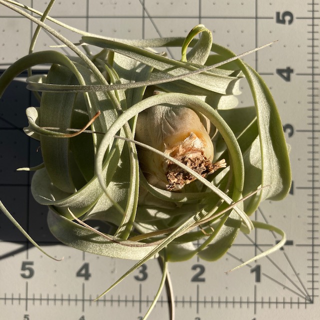 "Tillandsia xerographica"