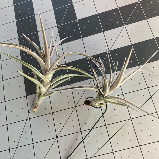 "Tillandsia jonesii"