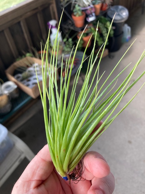 "Tillandsia stricta hard leaf"