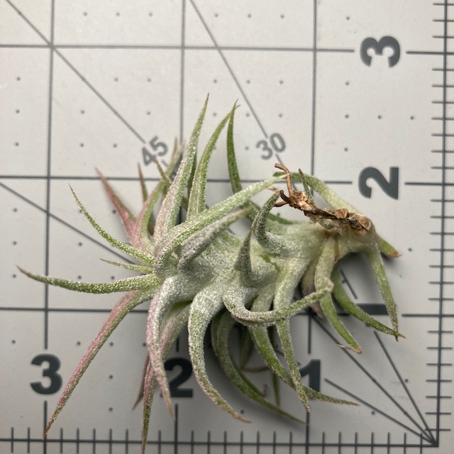 "Tillandsia ionantha vanhyningii"