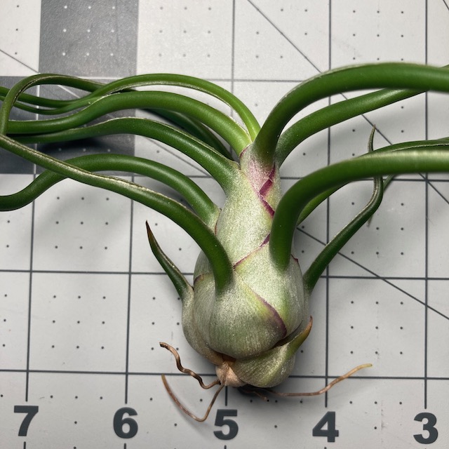 "Tillandsia bulbosa"