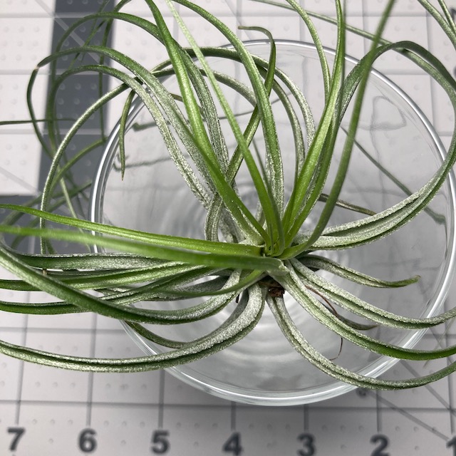 "Tillandsia stricta green"