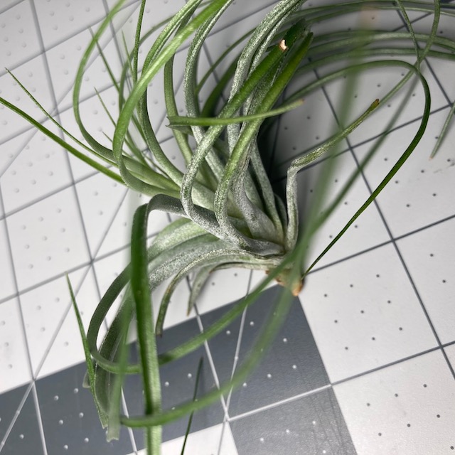 "Tillandsia stricta green"