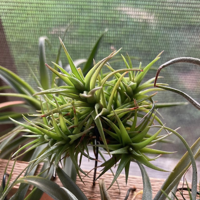 "Tillandsia aeranthos"