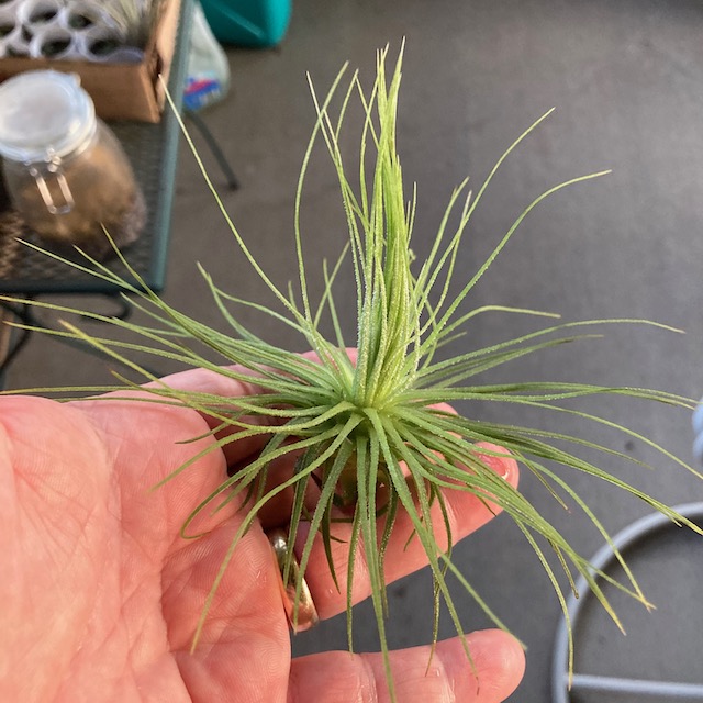 "Tillandsia magnusiana"