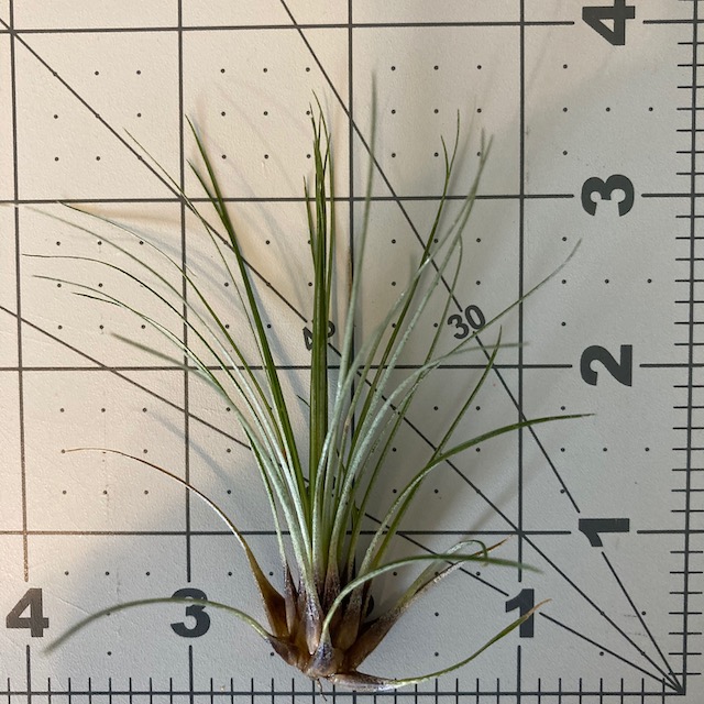 "Tillandsia filifolia"