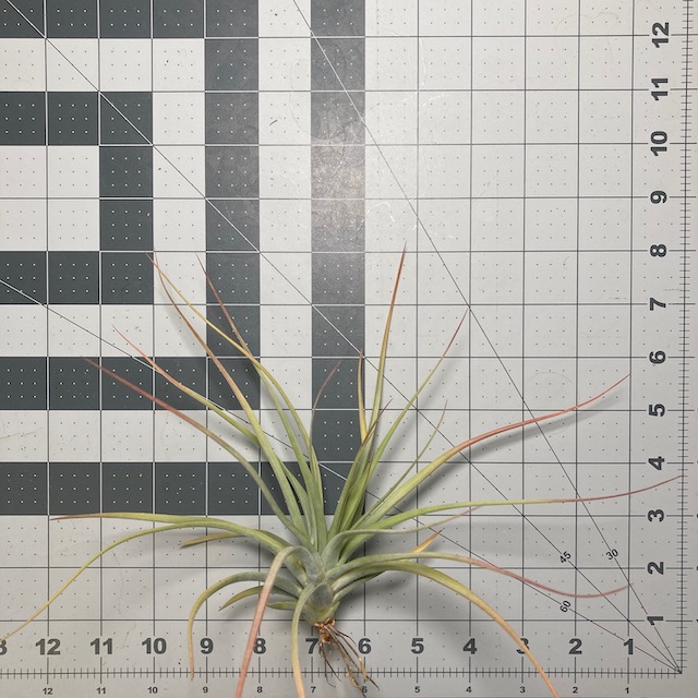 "Tillandsia concolor"