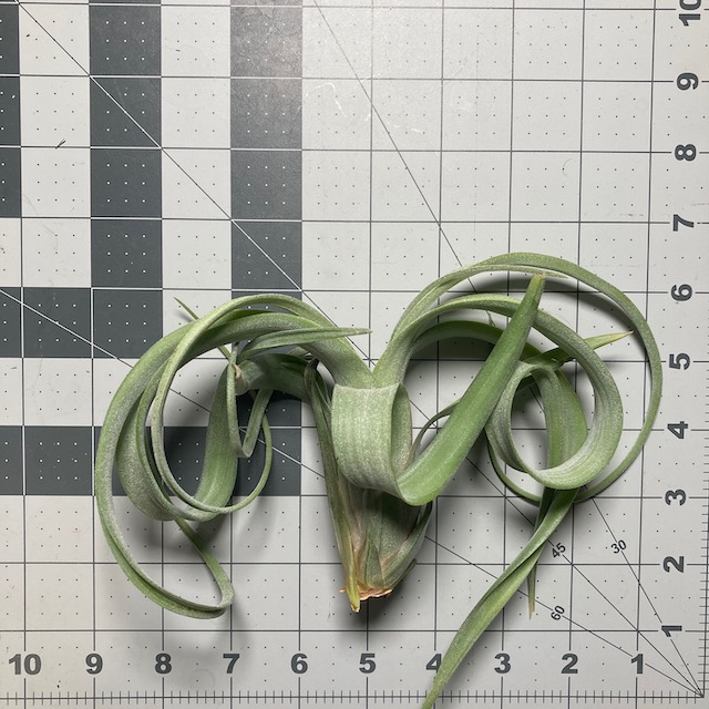 "Tillandsia Curly Slim"