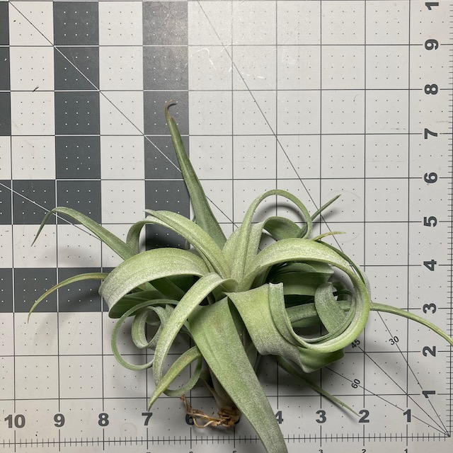 "Tillandsia Curly Slim"