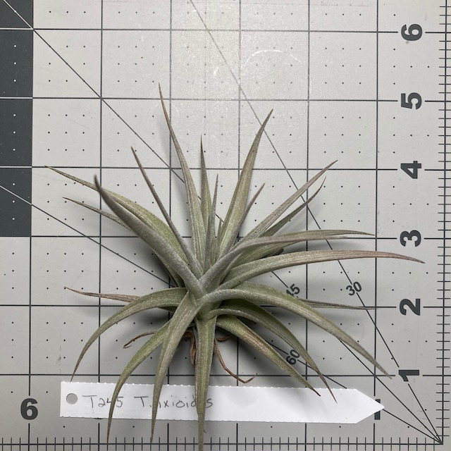 "Tillandsia ixioides"