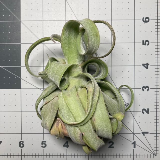 "Tillandsia streptophylla"