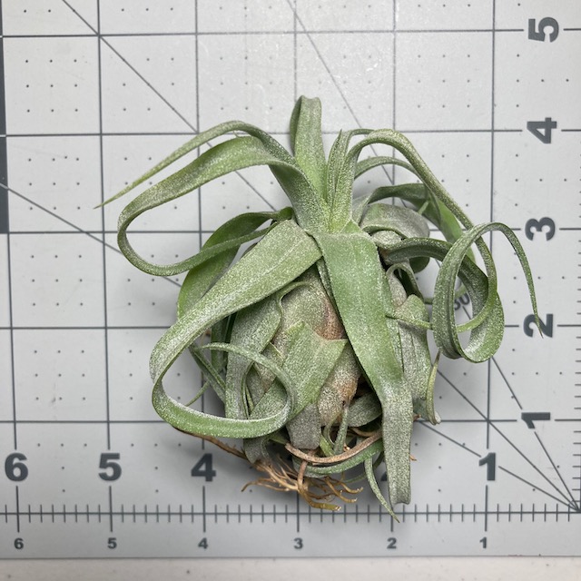 "Tillandsia streptophylla"