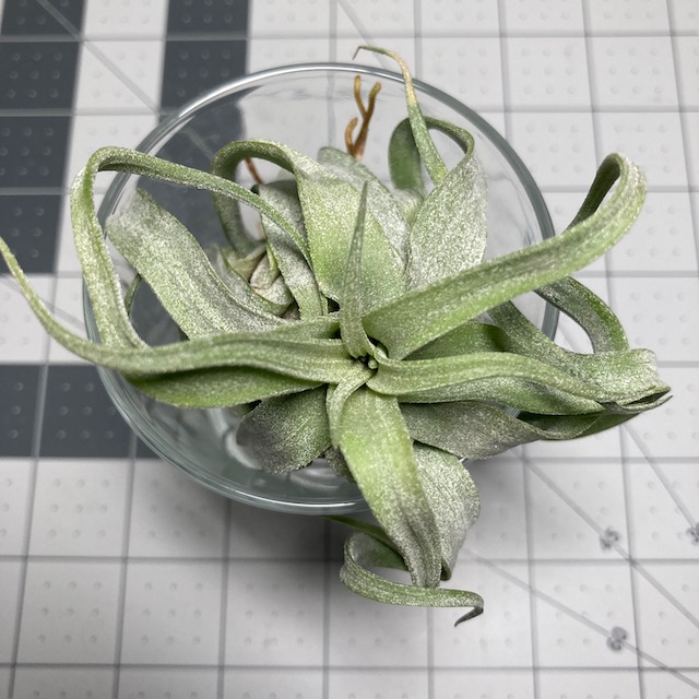 "Tillandsia streptophylla"