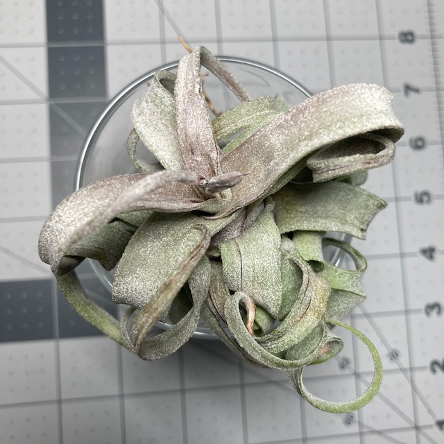 "Tillandsia streptophylla"