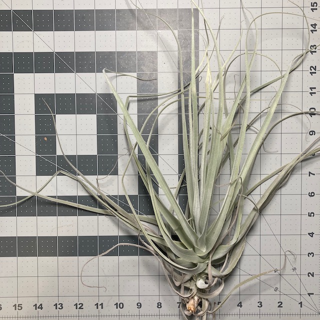 "Tillandsia straminea"