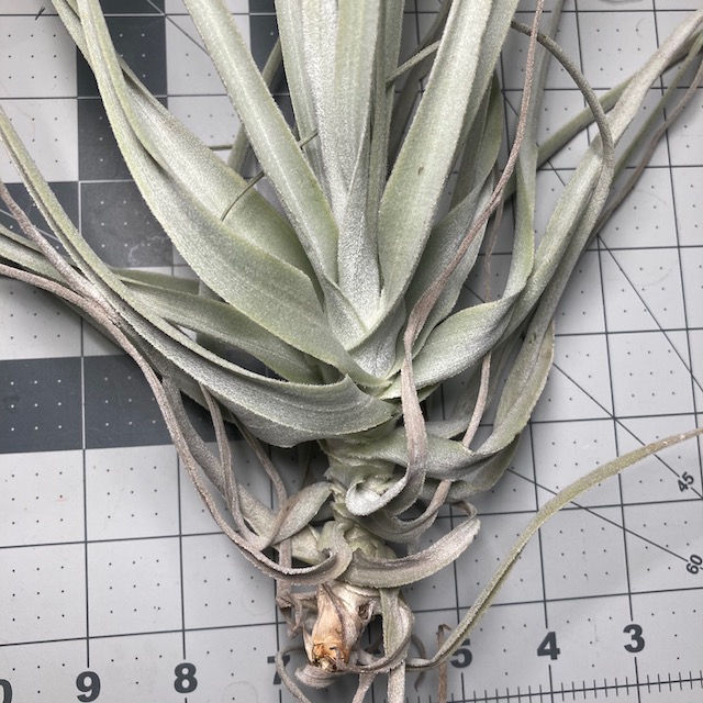 "Tillandsia straminea"