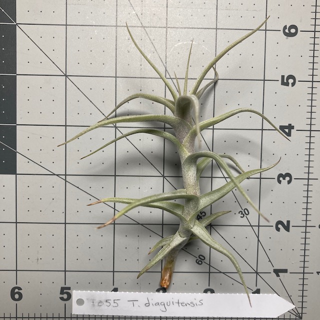 "Tillandsia diaguitensis"