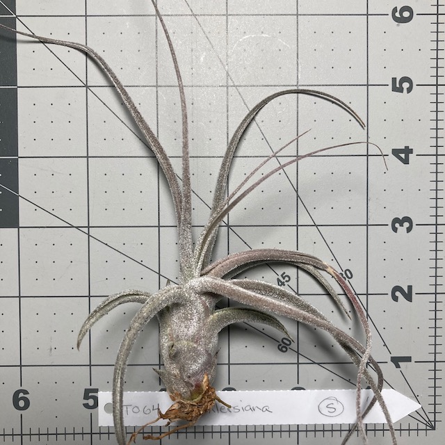 "Tillandsia ehlersiana"