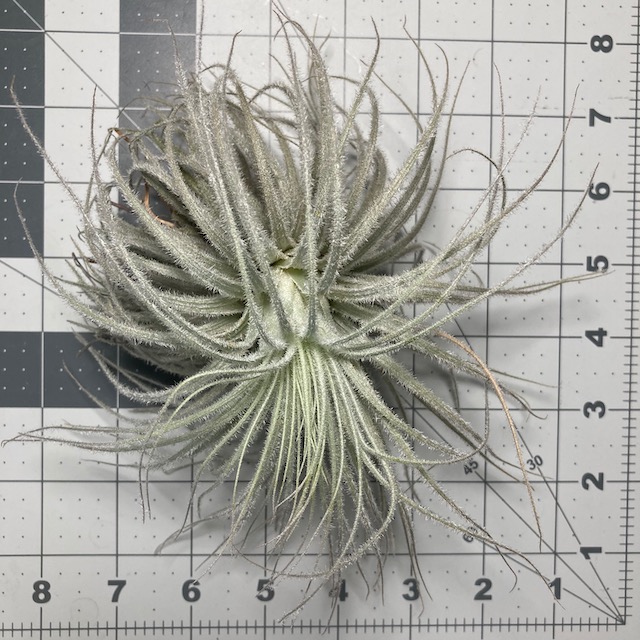 "Tillandsia tectorum Ecuador"