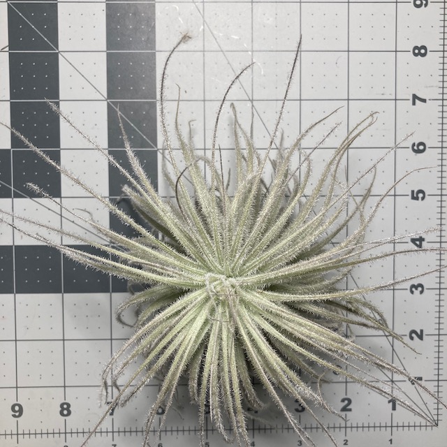 "Tillandsia tectorum Ecuador"