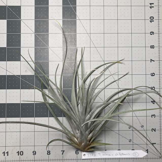 "Tillandsia mima v. chiletensis"