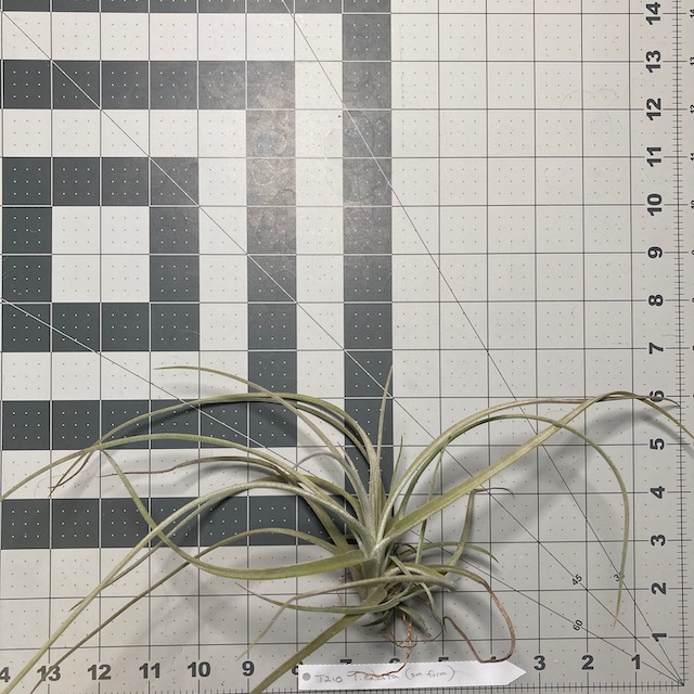 "Tillandsia exserta small form"