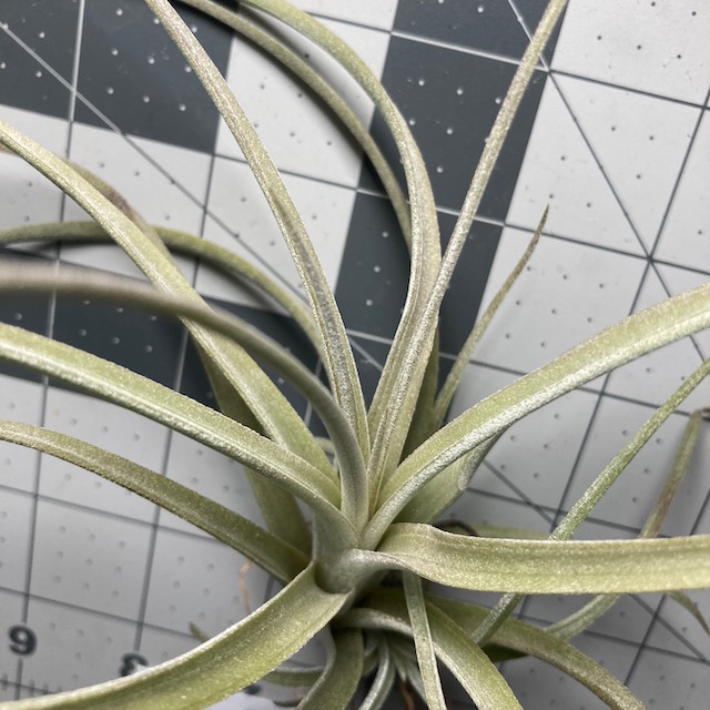 "Tillandsia exserta small form"