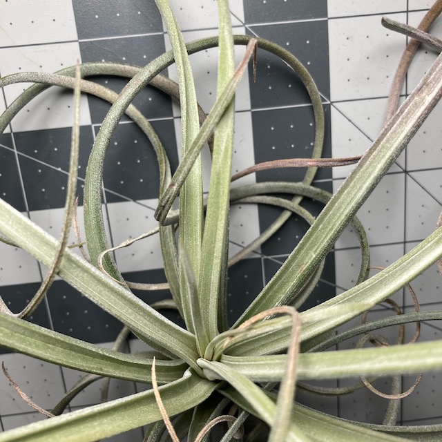 "Tillandsia exserta large form"