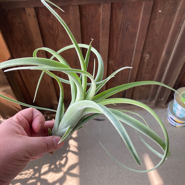 "Tillandsia Curly Slim"