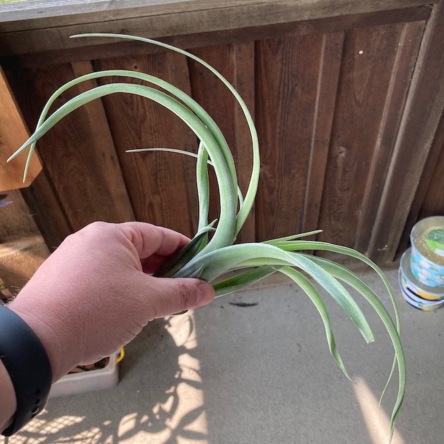 "Tillandsia Curly Slim"