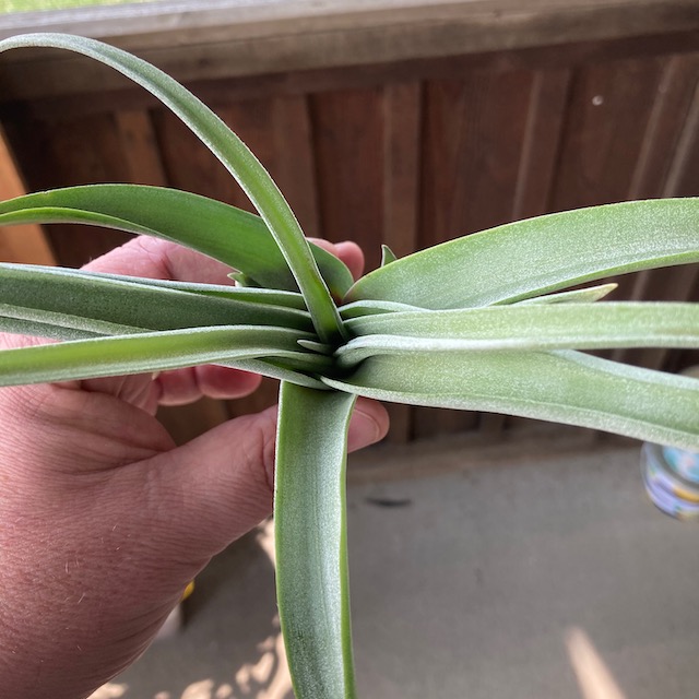 "Tillandsia Curly Slim"