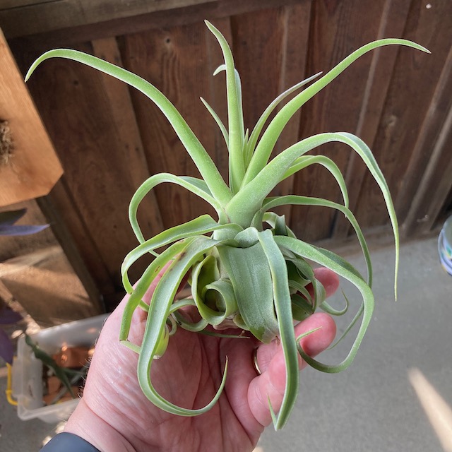 "Tillandsia streptophylla"