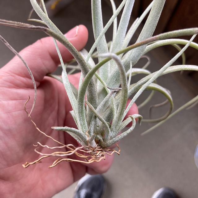 "Tillandsia exserta small form"