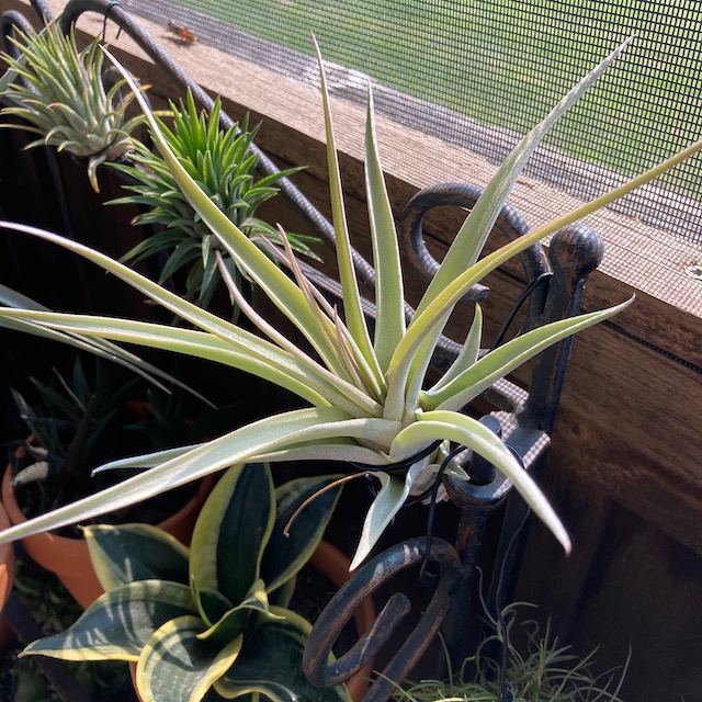 "Tillandsia majestic"