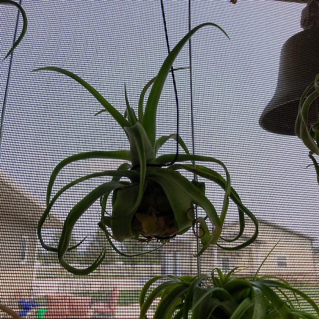 "Tillandsia streptophylla"