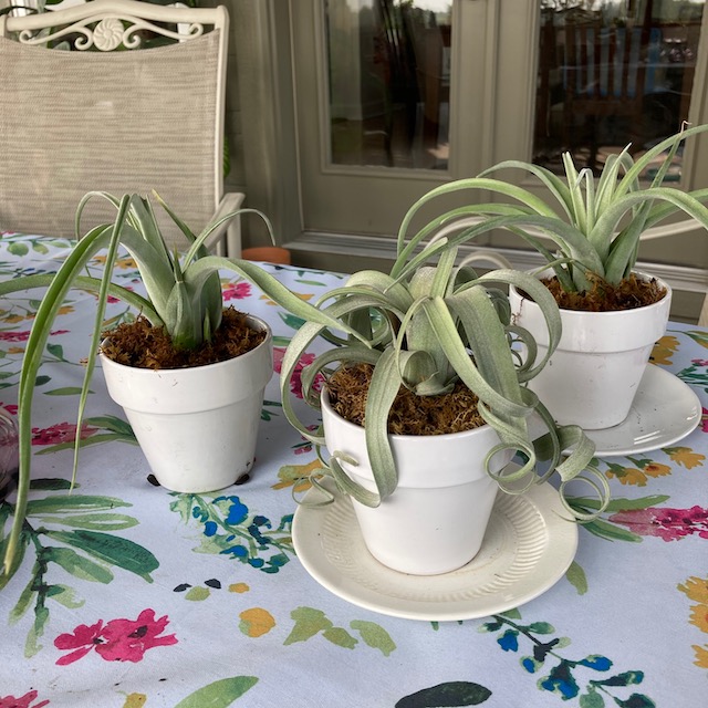 "Tillandsia Curly Slim"