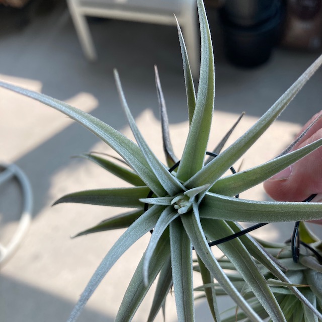 "Tillandsia ixioides"