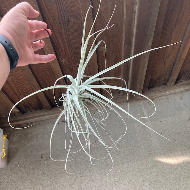 "Tillandsia straminea"